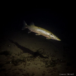 Pike in a Belgian lake by Laurent Miroult 